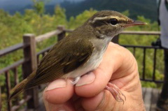 Sakhalin Leaf Warbler