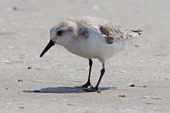 Sanderling