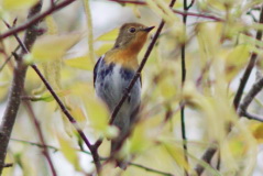 Sapphire Flycatcher