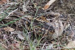 Savanna Nightjar