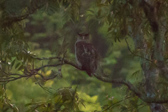 Spot-bellied Eagle-Owl