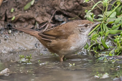 Spotted Bush Warbler