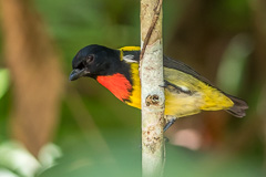 Scarlet-breasted Flowerpecker