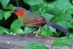 Scarlet-faced Liocichla