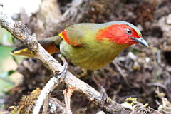 Scarlet-faced Liocichla