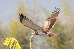 Short-toed Snake Eagle