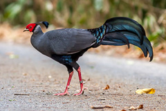 Siamese Fireback