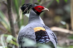 Siamese Fireback