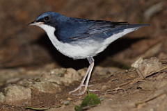 Siberian Blue Robin