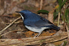 Siberian Blue Robin