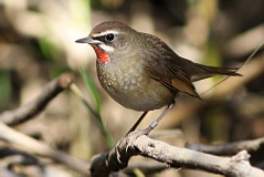 Siberian Rubythroat