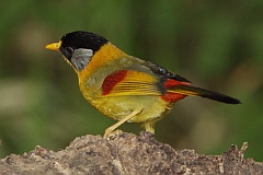 Silver-eared Lieothrix