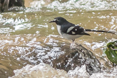 Slaty-backed Forktail