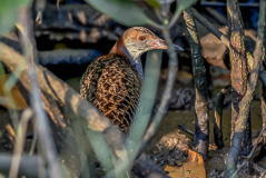 Slaty-breasted Rail