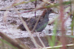 Slaty-breasted Rail