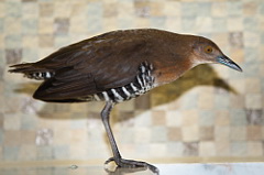 Slaty-legged Rail