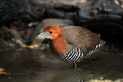 Slaty-legged Crake