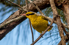 Slender-billed Oriole