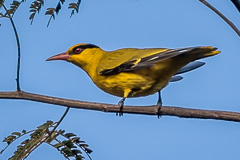 Slender-billed Oriole