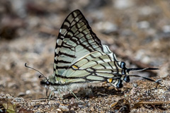 Spectacles Swordtail