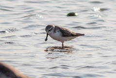 Spoon-billed Sandpiper