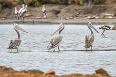 Spot-billed Pelican