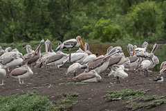 Spot-billed Pelican