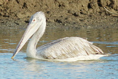 Spot-billed Pelican