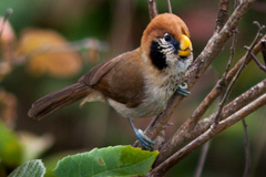 Spot-breasted Parrotbill