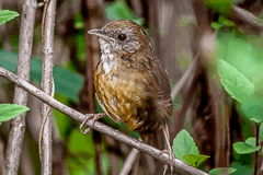 Spot-throated Babbler