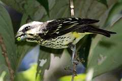 Spot-winged Grosbeak