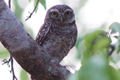 Spotted Owlet