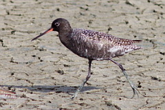 Spotted Redshank