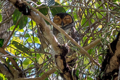 Little Bronze Cuckoo