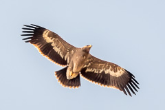 Steppe Eagle