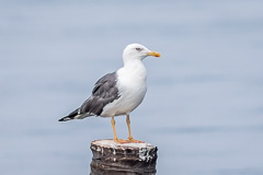 Heuglin's Gull