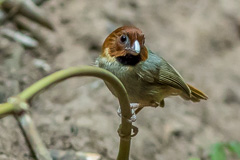 Short-tailed Parrotbill