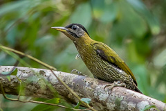 Streak-breasted Woodpecker