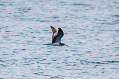 Streaked Shearwater