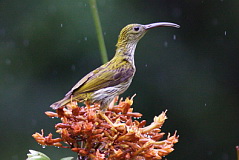 Streaked Spiderhunter