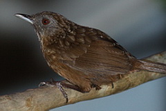 Streaked Wren-Babbler