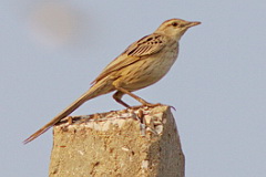 Striated Grassbird