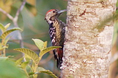 Stripe-breasted Woodpecker