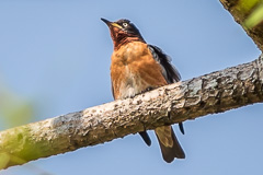 Spot-winged Starling