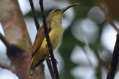 Thick-billed Spiderhunter