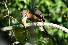 Tickell's Brown Hornbill