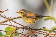 Tickell's Leaf Warbler