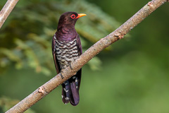 Violet Cuckoo