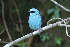 Verditer Flycatcher