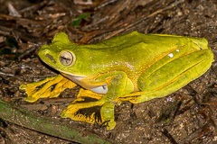 Wallace's Tree Frog